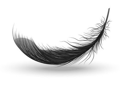 Black Swan Feather
