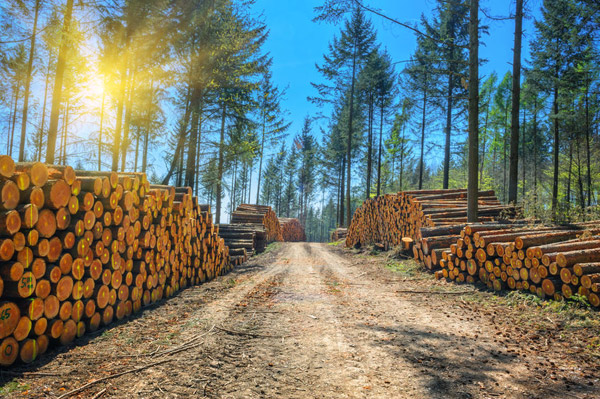 Canadian Forestry and Lumber Stocks